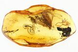 Fossil Caddisfly, Beetle Larva, Fly and Two Wasps in Baltic Amber #307219-1